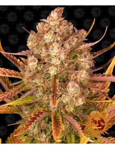 Barney's Farm - Dos Si Dos Auto - 1 Seme