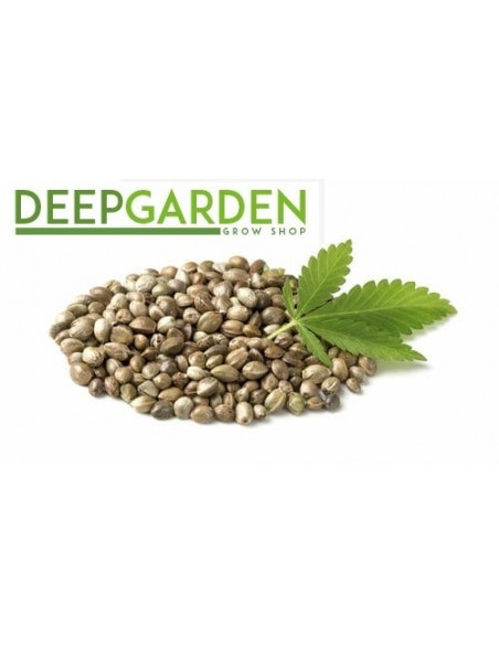 Deep Seeds - Tiborszallas CBD - 200 Semi di Canapa Certificati