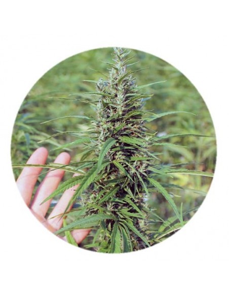 Deep Seeds - Tiborszallas CBD - 200 Semi di Canapa Certificati