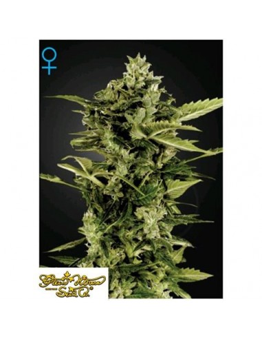 Green House Seeds - Auto Bomb - 1 Seme Autofiorente