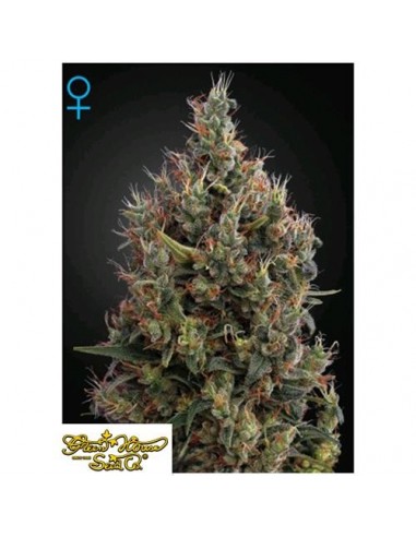 Green House Seeds - Auto Big Bang - 1 Seme Autofiorente