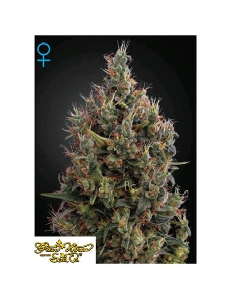 Green House Seeds - Auto Big Bang - 10 Semi Autofiorenti