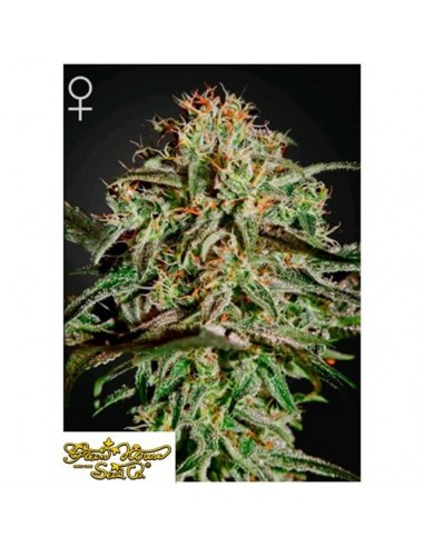 Green House Seeds - AMS - 10 Semi Femminizzati