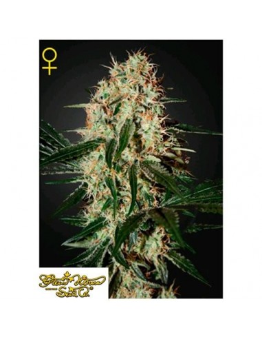 Green House Seeds - Arjan's Haze 3 - 10 Semi Femminizzati