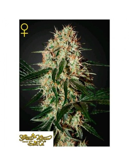 Green House Seeds - Arjan's Haze 3 - 3 Semi Femminizzati