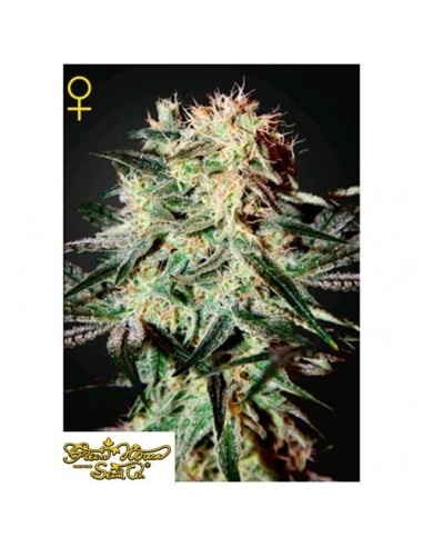 Green House Seeds - Arjan's Strawberry Haze - 10 Semi Femminizzati