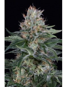 Dinafem - Orange Juice - 1 seme FINO ESAURIMENTO SCORTE 2