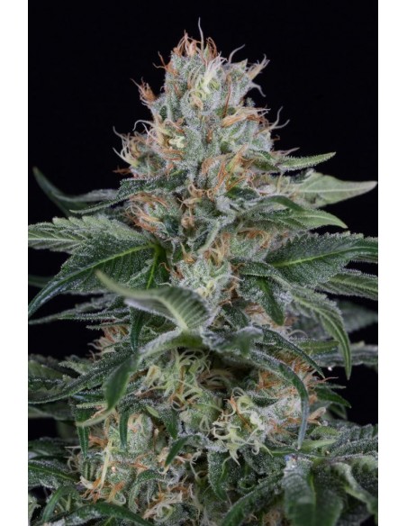 Dinafem - Orange Juice - 1 seme FINO ESAURIMENTO SCORTE