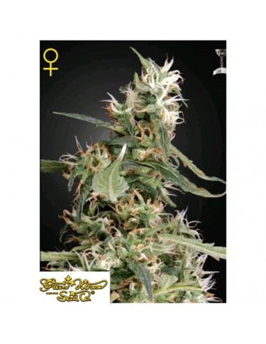 Green House Seeds - Arjan's Ultra Haze 1 - 10 Semi Femminizzati