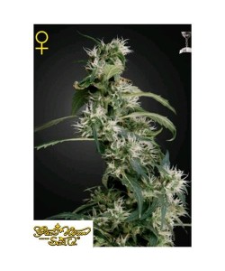Green House Seeds - Arjan's Ultra Haze #2 - 3 Semi Femminizzati