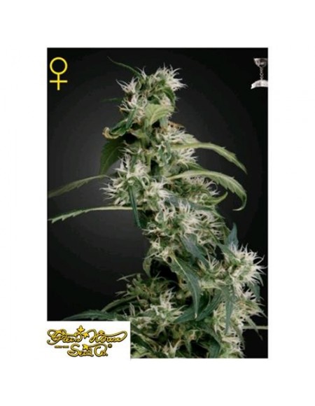 Green House Seeds - Arjan's Ultra Haze #2 - 3 Semi Femminizzati