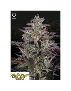 Green House Seeds - Banana Krumble - 10 Semi Femminizzati