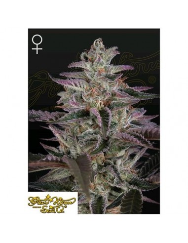 Green House Seeds - Banana Krumble - 10 Semi Femminizzati