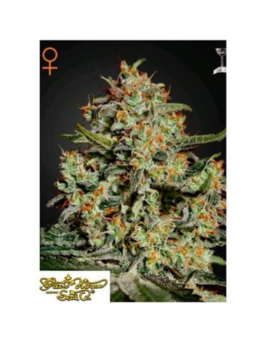 Green House Seeds - Big Bang - 10 Semi Femminizzati