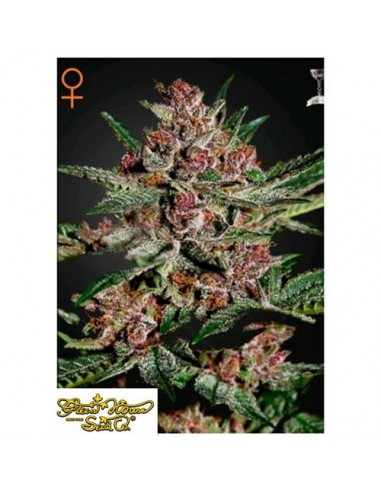 Green House Seeds - Budda Kush - 1 Seme Femminizzato