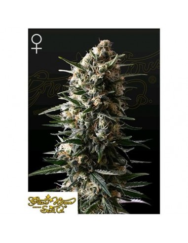 Green House Seeds - Budda Slush - 1 Seme Femminizzato