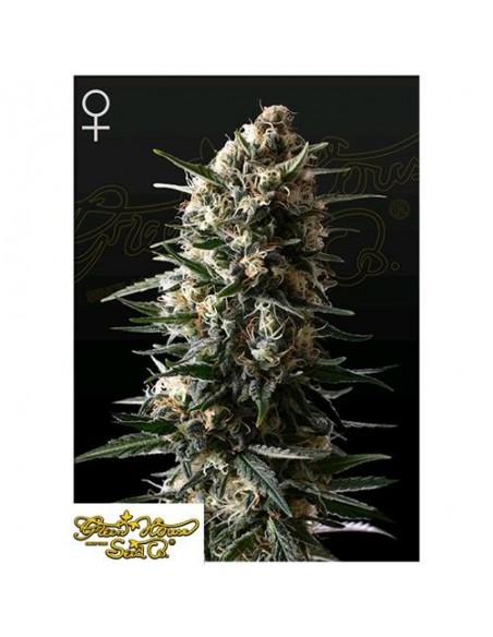Green House Seeds - Budda Slush - 10 Semi Femminizzati