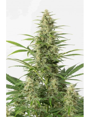 Dinafem - Sour Diesel Auto - 1 Seme FINO ESAURIMENTO