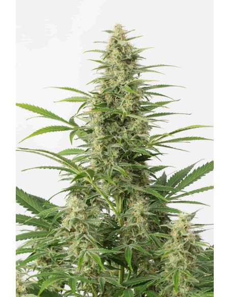 Dinafem - Sour Diesel Auto - 1 Seme FINO ESAURIMENTO