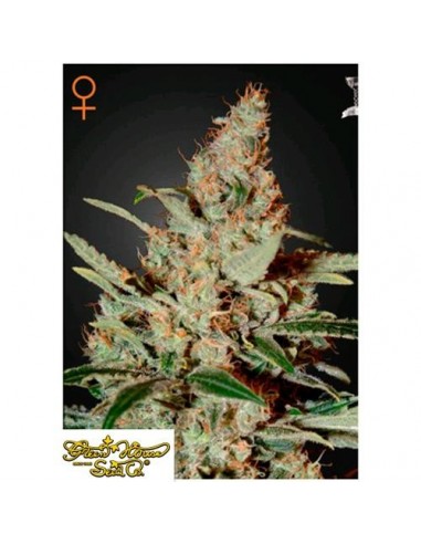 Green House Seeds - Chemdog - 10 Semi Femminizzati