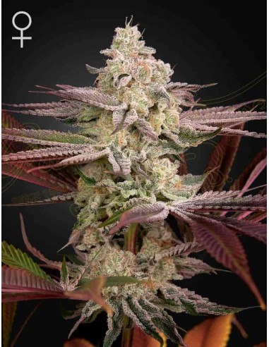 Green House Seeds - Chemical Bride - 1 Seme Femminizzato