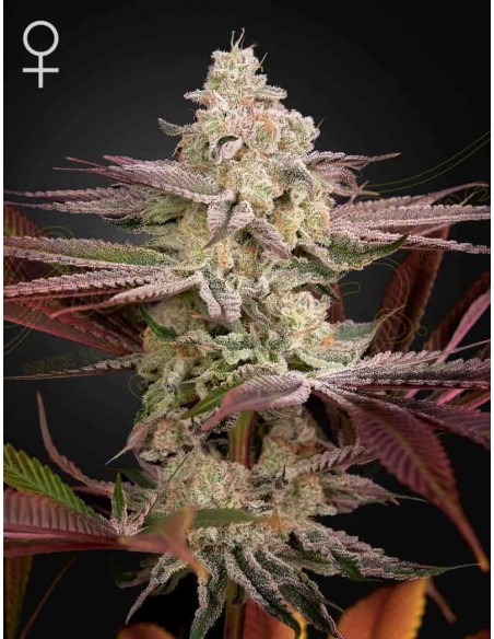 Green House Seeds - Chemical Bride - 1 Seme Femminizzato