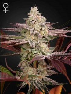 Green House Seeds - Chemical Bride - 10 Semi Femminizzato