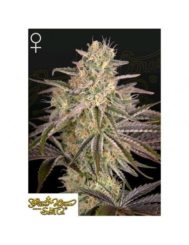 Green House Seeds - Cloud Walker - 10 Semi Femminizzati