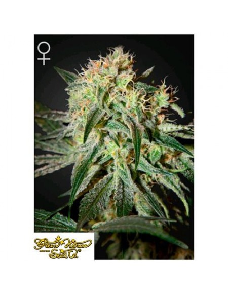 Green House Seeds - Damn Sour - 3 Semi Femminizzati