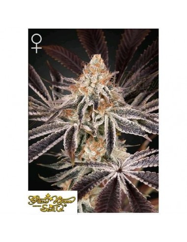 Green House Seeds - Dark Phoenix - 1 Seme Femminizzato