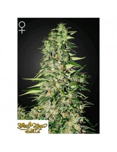 Green House Seeds - Diamond Girl - 10 Semi Femminizzati
