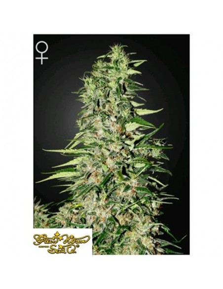 Green House Seeds - Diamond Girl - 10 Semi Femminizzati