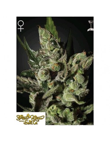 Green House Seeds - Exodus Cheese - 10 Semi Femminizzati