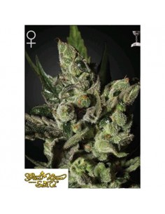 Green House Seeds - Exodus Cheese - 10 Semi Femminizzati