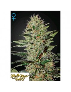 Green House Seeds - Exoduse Cheese Auto - 10 Semi Autofiorenti