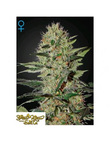 Green House Seeds - Exoduse Cheese Auto - 3 Semi Autofiorenti