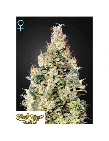 Green House Seeds - Exoduse Cheese Auto CBD - 1 Seme Autofiorente