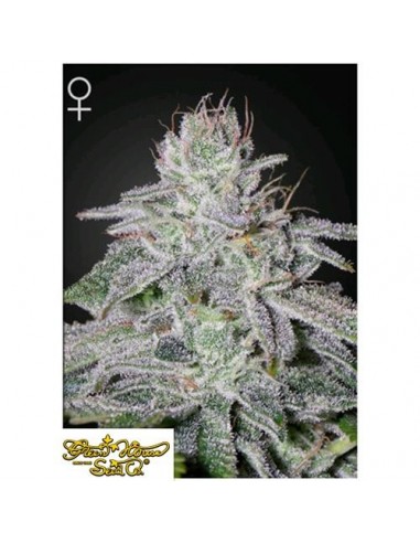 Green House Seeds - Franco's Lemon Cheese - 1 Seme Femminizzato