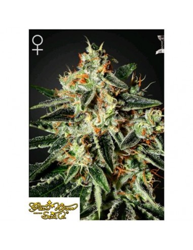 Green House Seeds - GH Cheese - 10 Semi Femminizzati