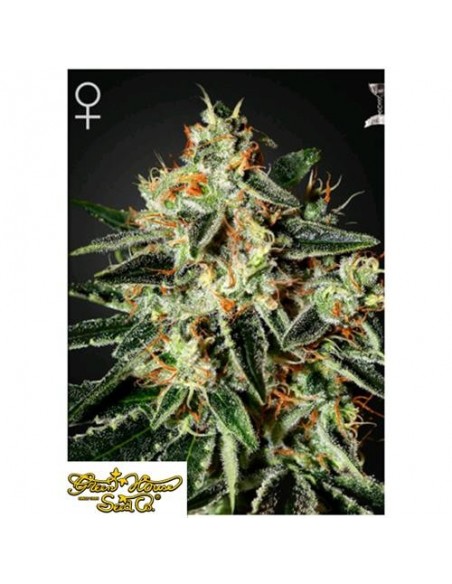 Green House Seeds - GH Cheese - 5 Semi Femminizzati