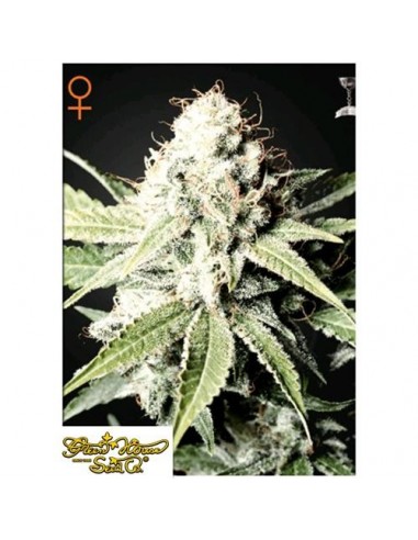 Green House Seeds - Great White Shark - 10 Semi Femminizzati