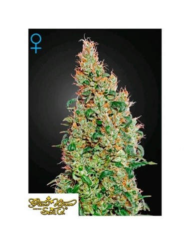 Green House Seeds - Green O Matic - 1 Seme Femminizzato