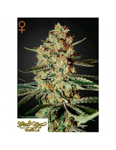 Green House Seeds - Himalaya Gold - 10 Semi Femminizzati