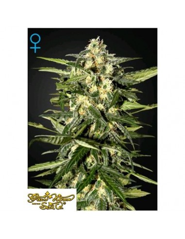 Green House Seeds - Jack Herer Auto - 10 Semi Femminizzati