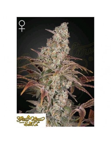 Green House Seeds - Jack's Dream - 10 Semi Femminizzati