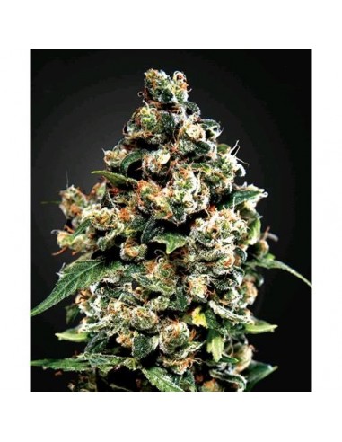 Green House Seeds - Jack Herer - 3 Semi Femminizzati