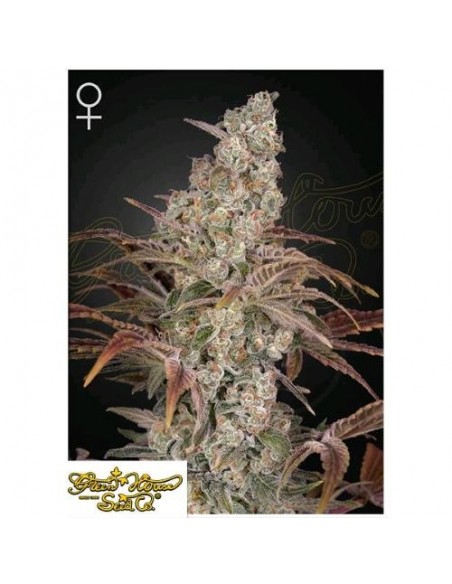Green House Seeds - Jack's Dream - 3 Semi Femminizzati