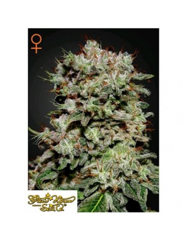 Green House Seeds - Kalashnikova - 10 Semi Femminizzati