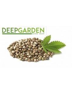 Deep Seeds - Finola - 200 Semi di Canapa Certificati (Autofiorente) 2