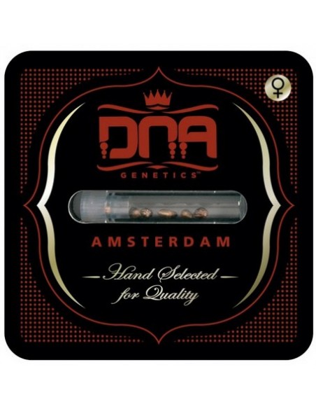 DNA Genetics - Baker's Delight - Sorbet Collection - Semi di Cannabis di alta qualità USA special. DNA Genetics - Baker's Delight - Sorbet Collection - Semi di Cannabis di alta qualità USA special.